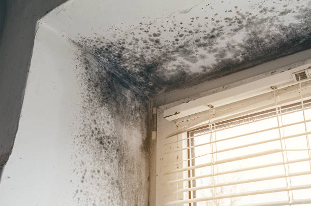Affordable Attic Mold Removal solutions in Millmont, PA