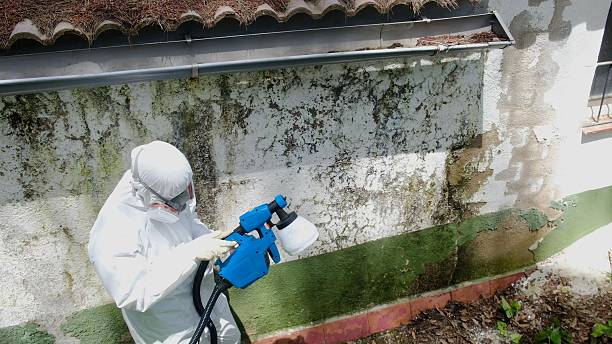 Top rated local Attic Mold Removal specialists in Millmont, PA
